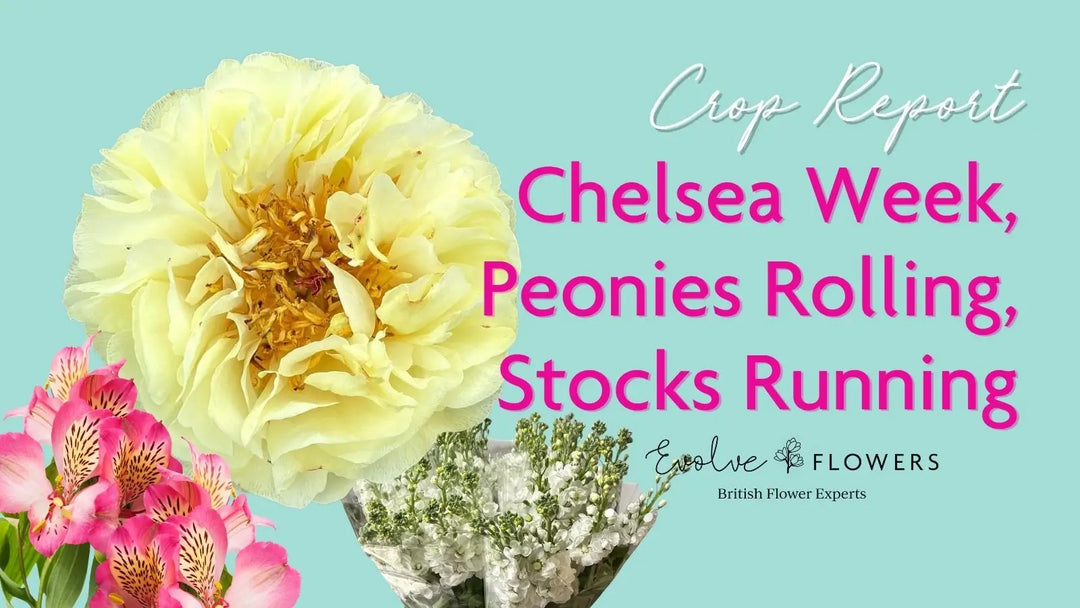 Crop Report, 14th May 2026: Chelsea Week, Peonies Rolling, and Stocks Running Short