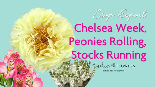 Crop Report, 14th May 2026: Chelsea Week, Peonies Rolling, and Stocks Running Short