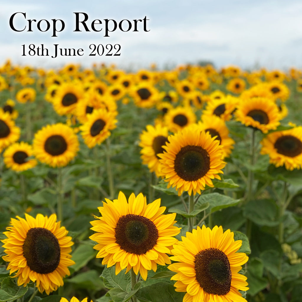 CROP REPORT - 18th June 2022