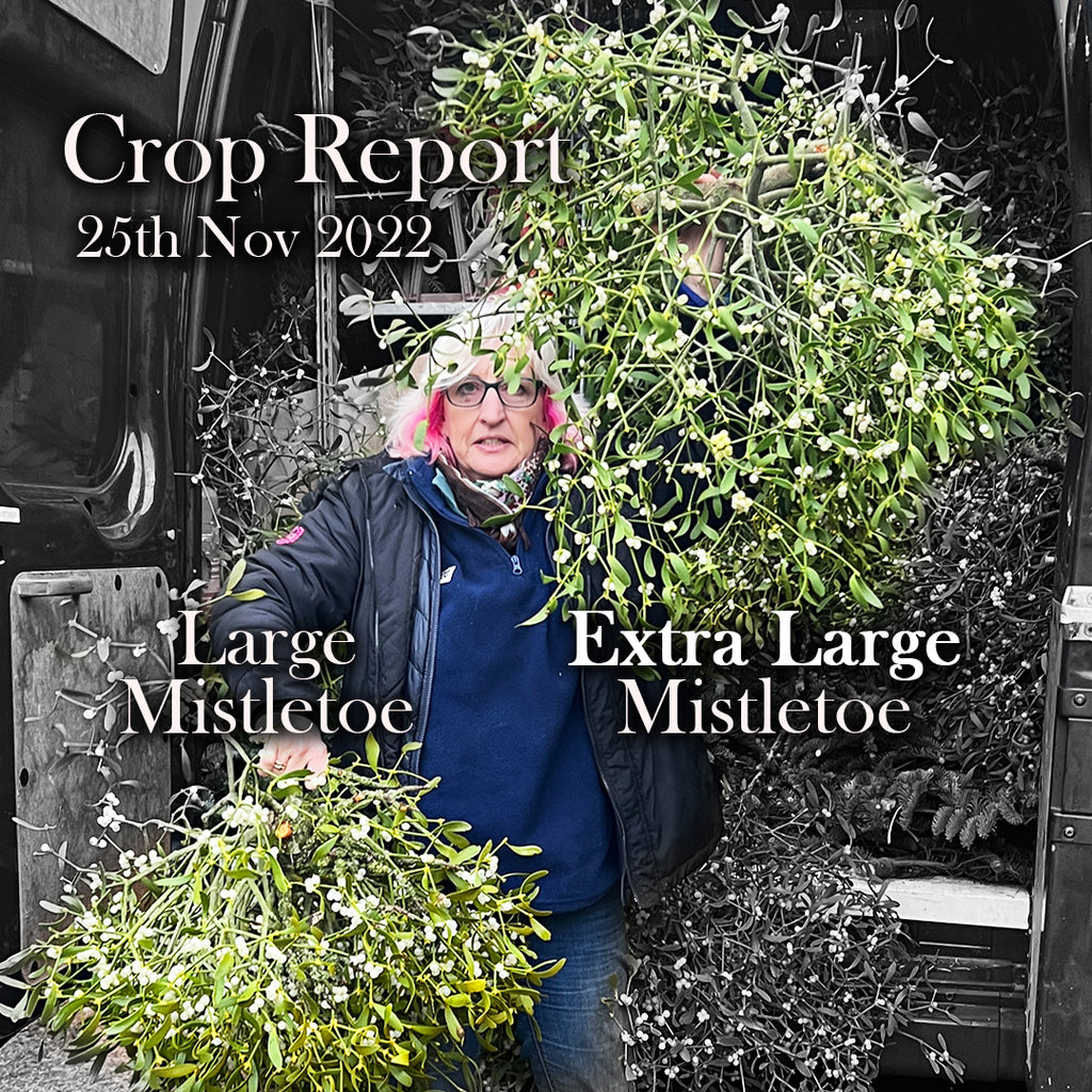 Crop Report | It's Christmas! - 25th November 2022