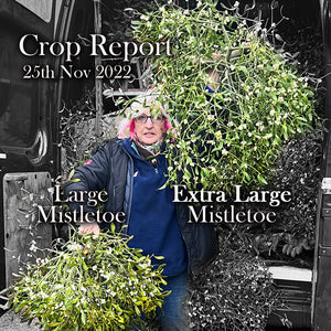 Crop Report | It's Christmas! - 25th November 2022