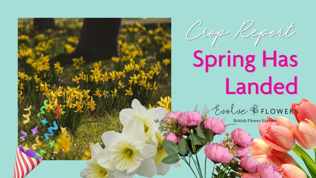 Srping Has Landed. Evolve Flowers Crop report 27 March 2026