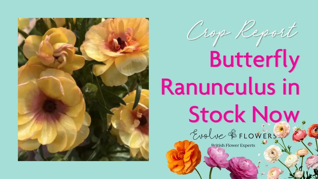 Crop Report, 29th April 2026: Butterfly Ranunculus are here!