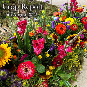 CROP REPORT - 6th August 2022 | Summer Holiday Update