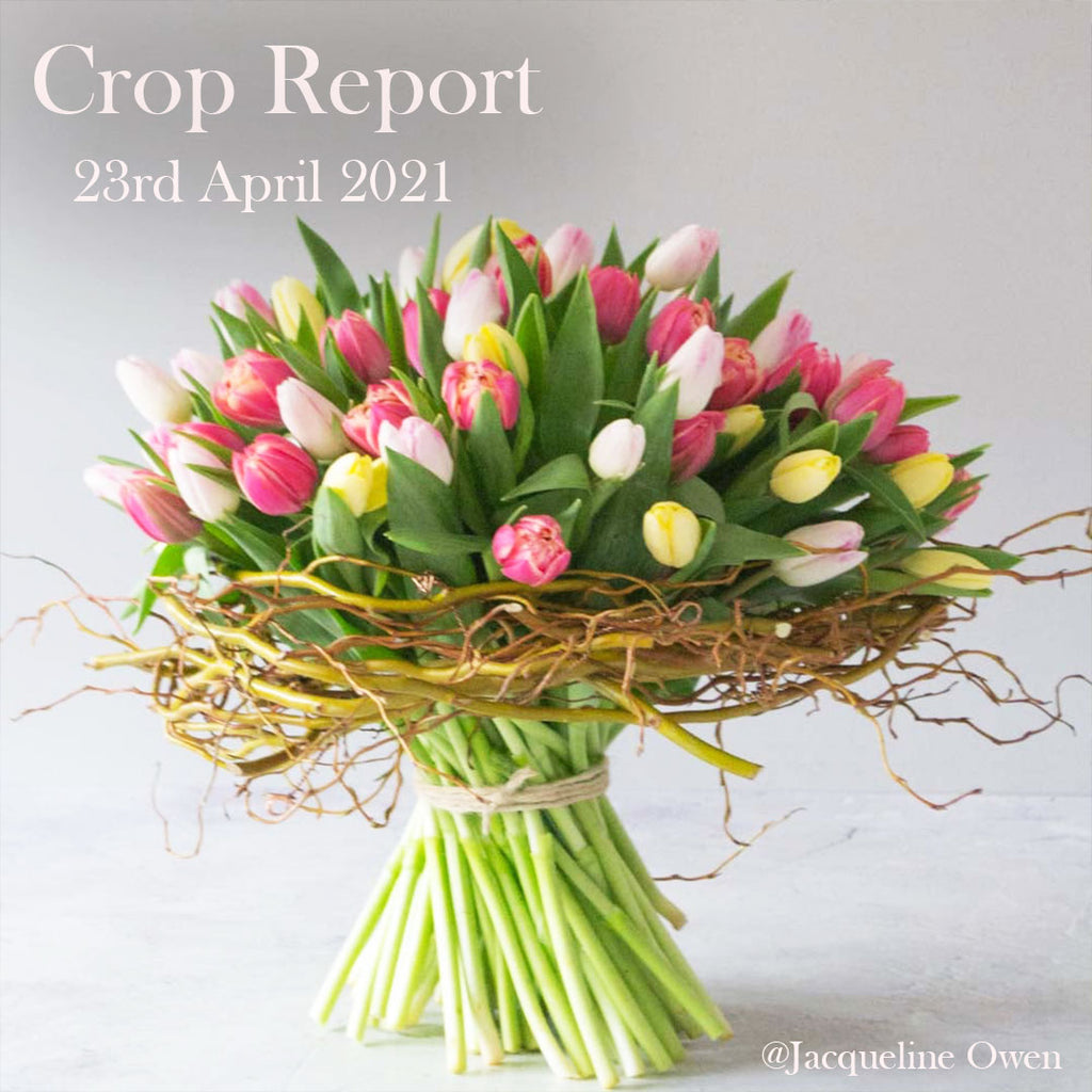 Crop Report - 23rd April 2021