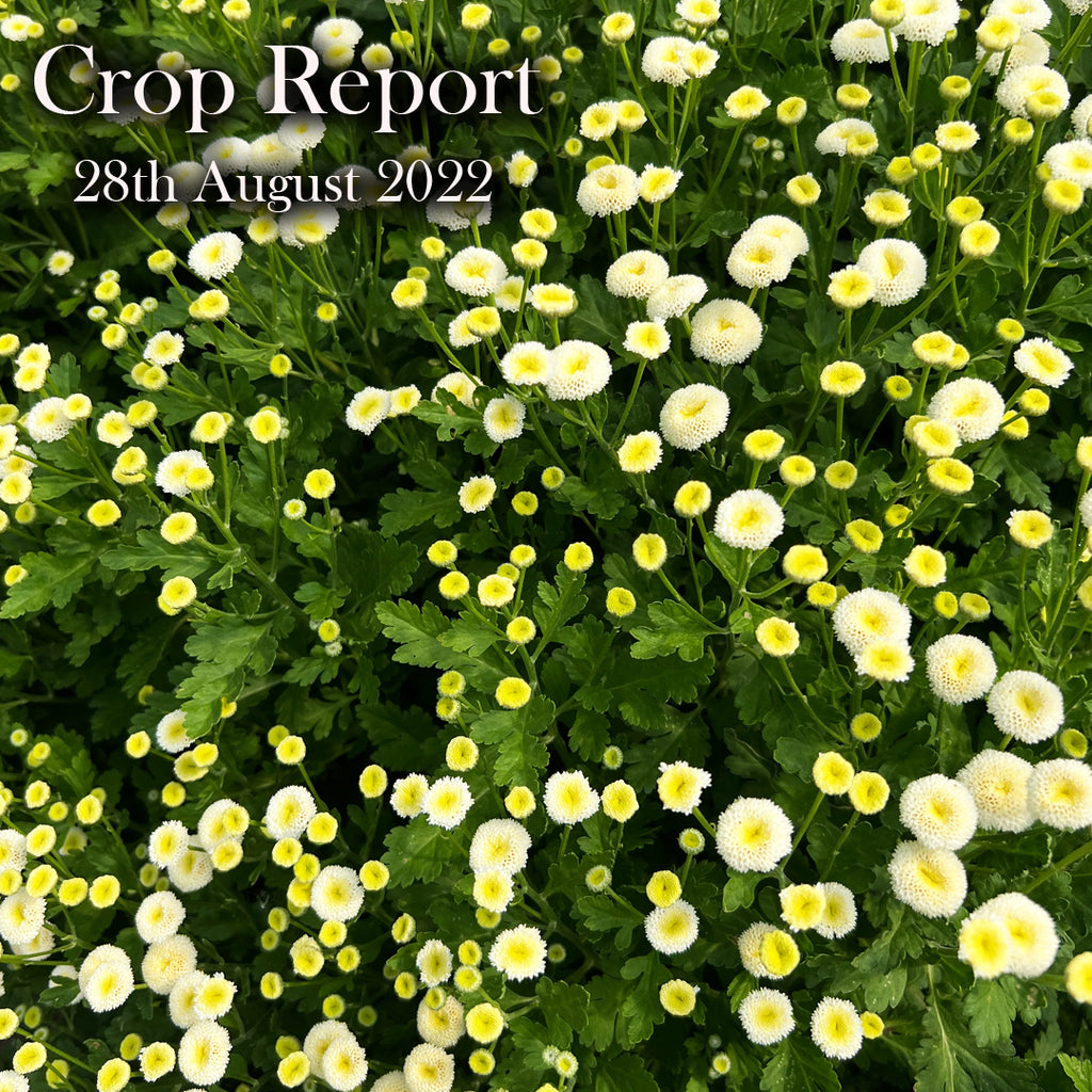CROP REPORT - 28th August 2022