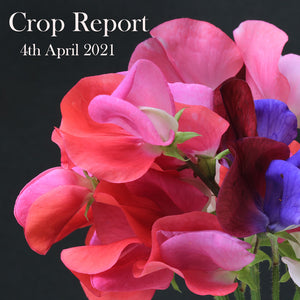Crop Report - 4th April 2021