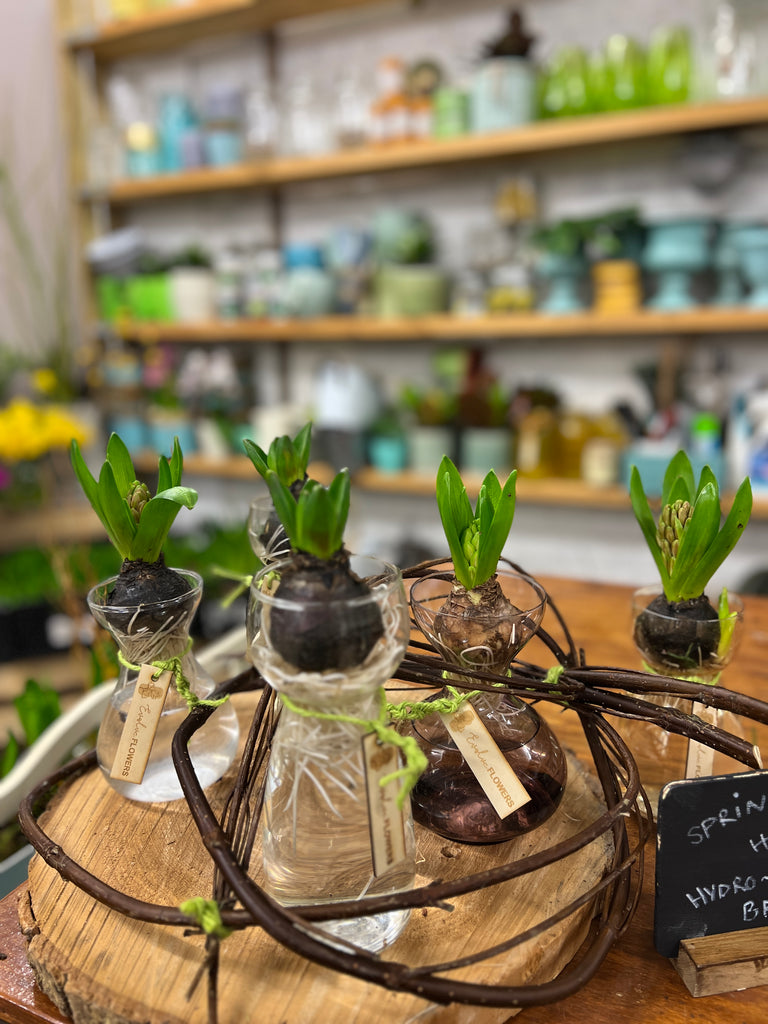 UK's First Hydroponic Muscari and Hyacinth | Blooming Breakthroughs