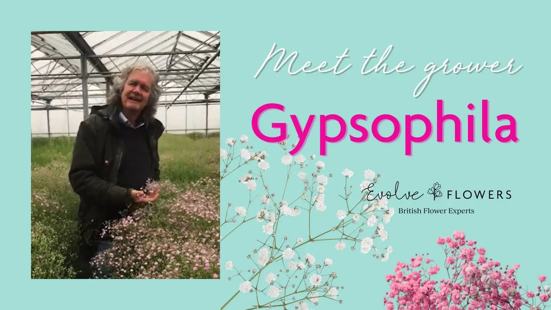 British-Grown Gypsophila: Meet the Grower Behind Our Pink & White Gyp