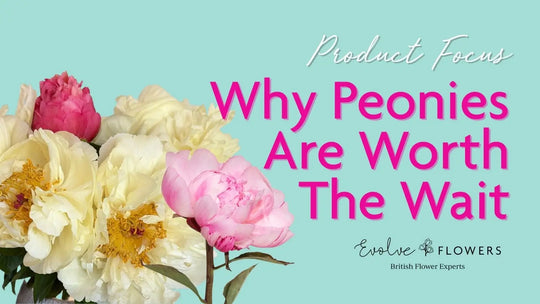 Why British Grown Peonies Are Worth the Wait (And the Weather)
