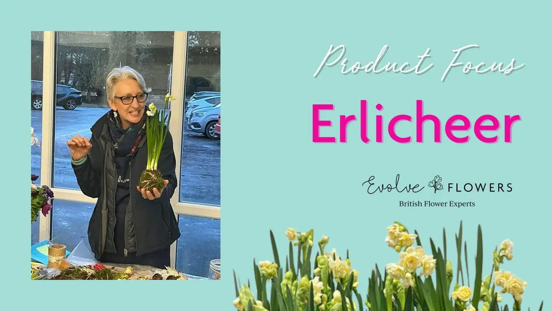 Erlicheer Narcissus: The Fragrant, Sustainable Star of Early British Spring