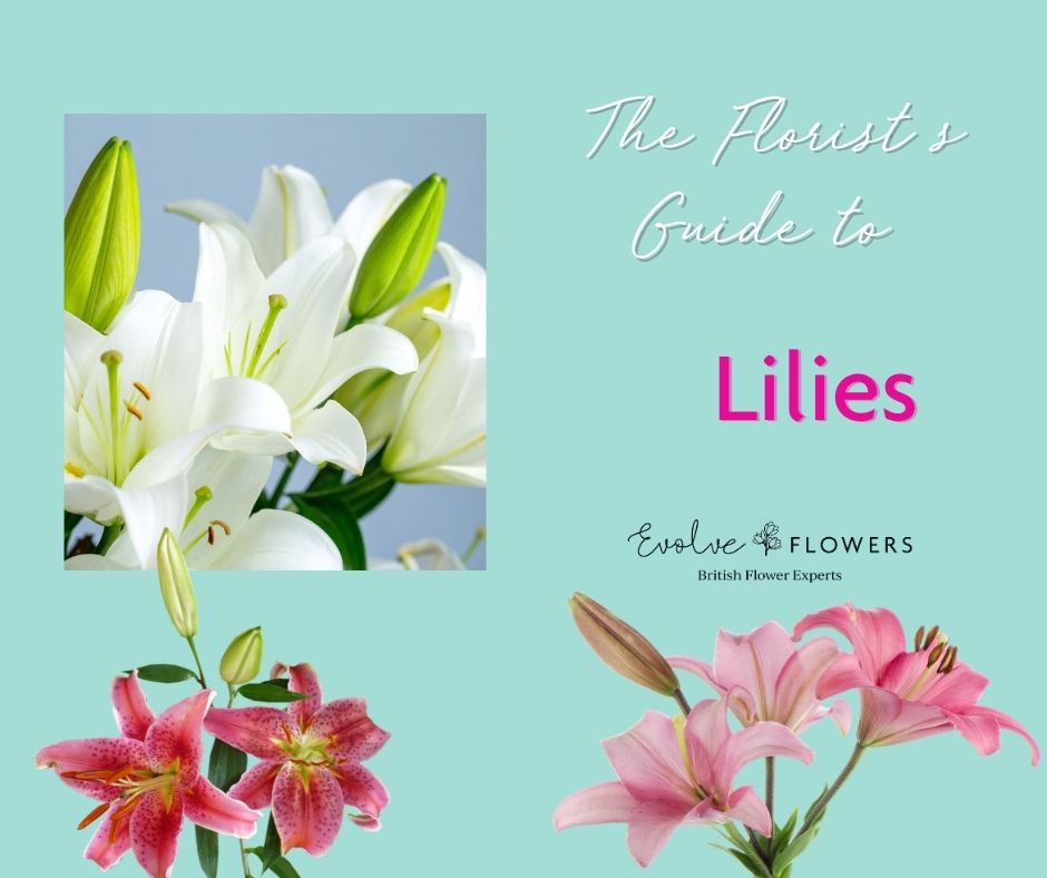 A Florist's Guide to Lilies