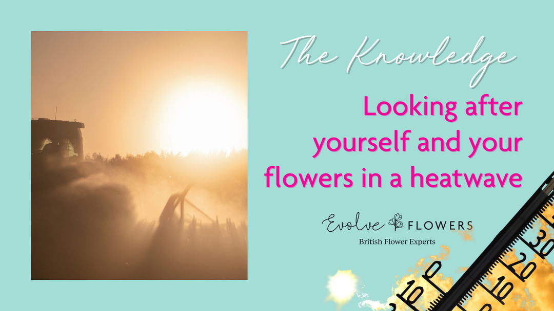 Looking after yourself and your flowers in a heatwave