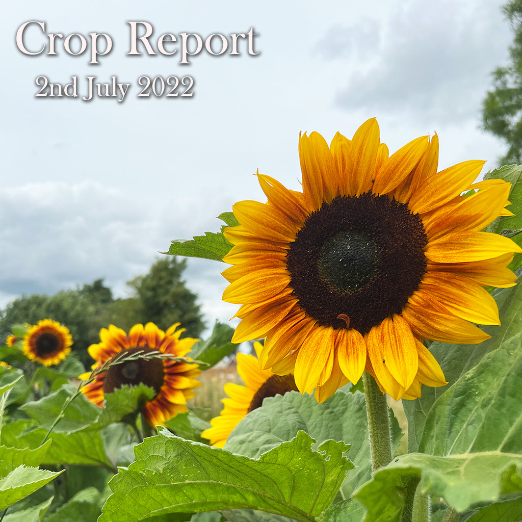 CROP REPORT - 2nd July 2022