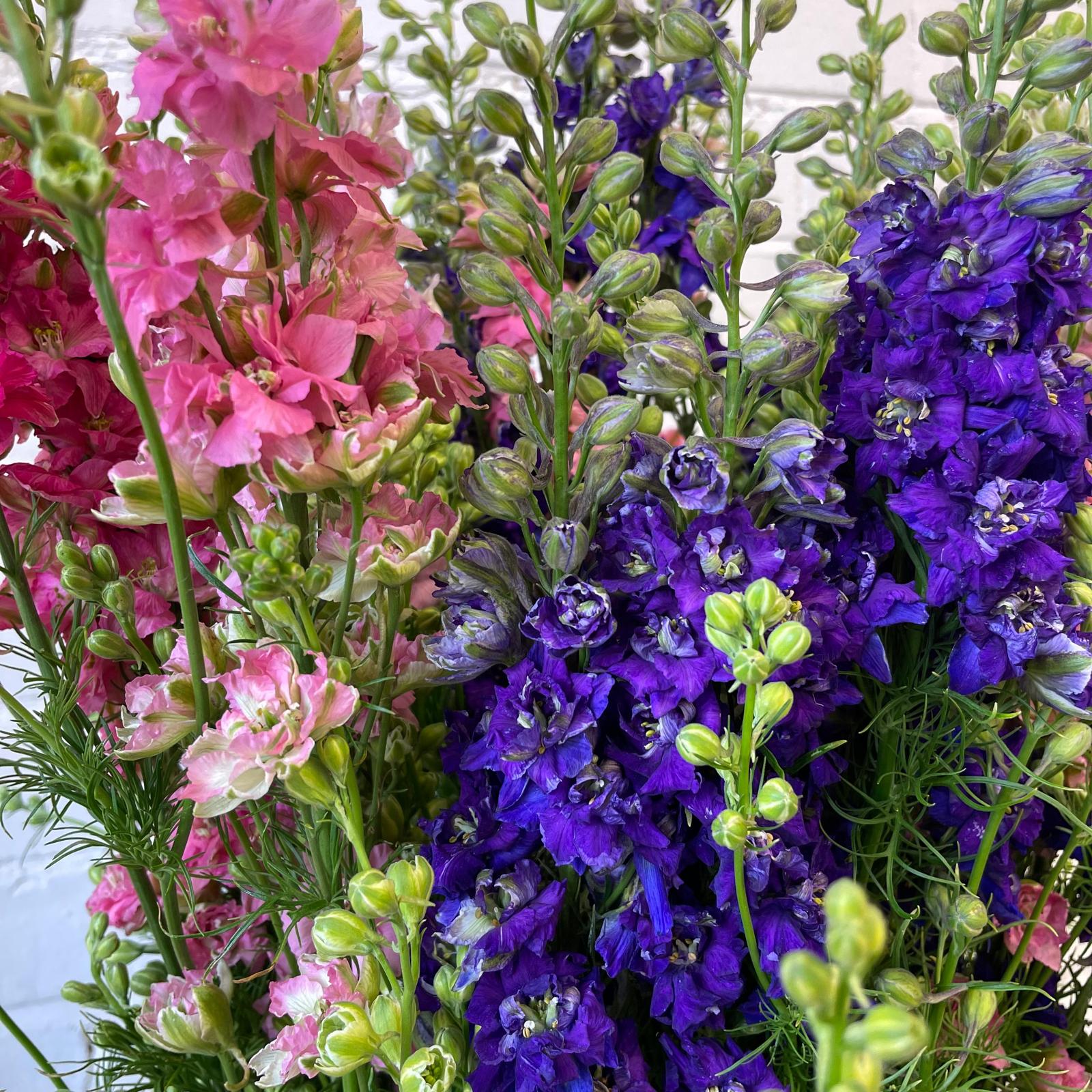 Larkspur