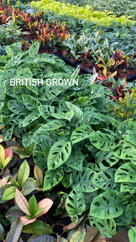 British Grown Indoor &amp; Outdoor Plants - TROLLEY DELIVERY or CLICK &amp; COLLECT