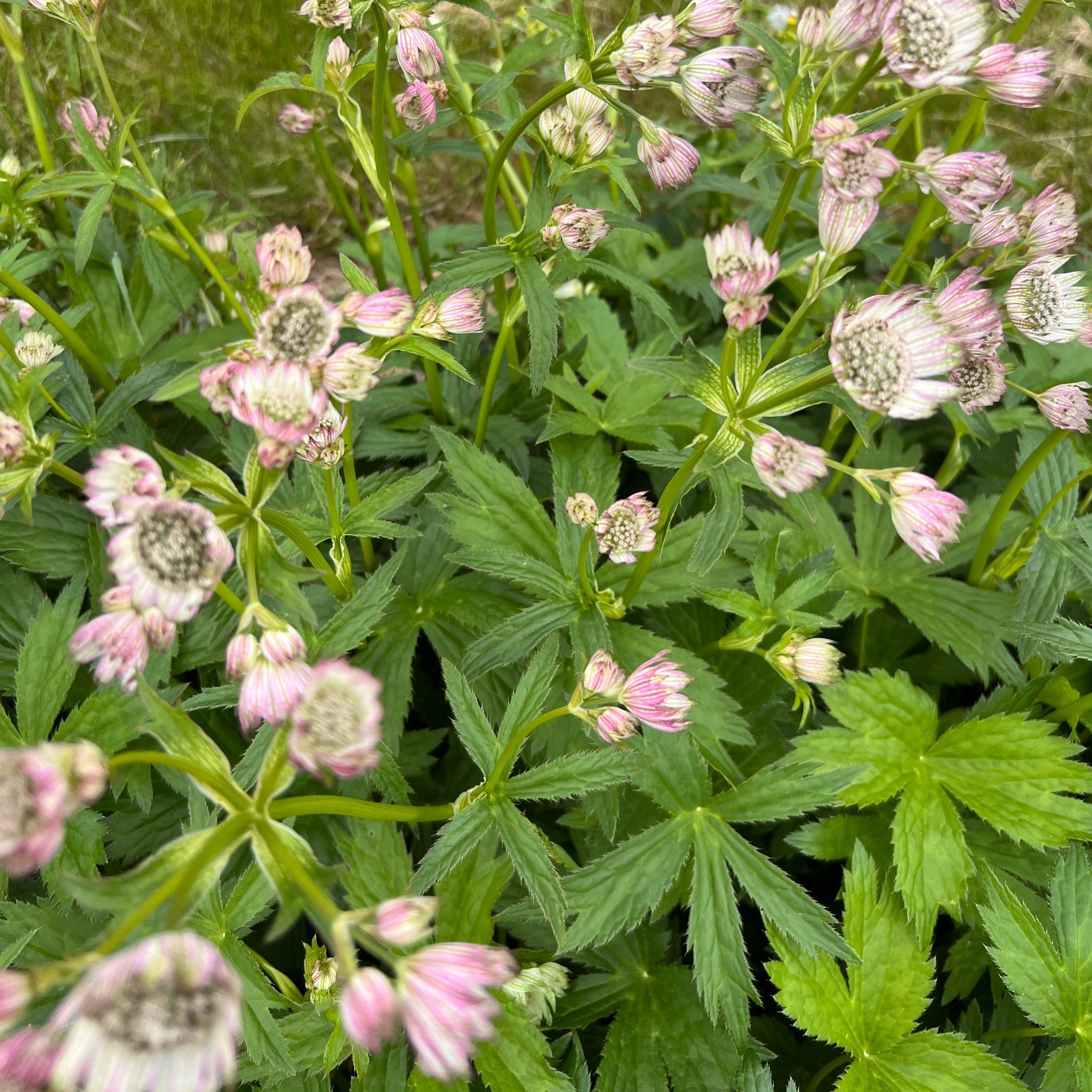 Astrantia