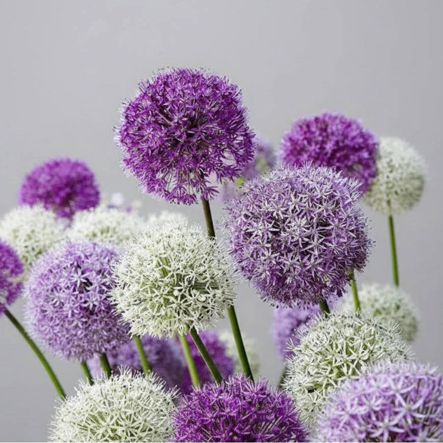 Allium