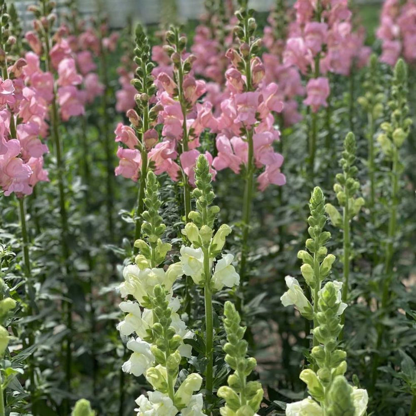 Snapdragon