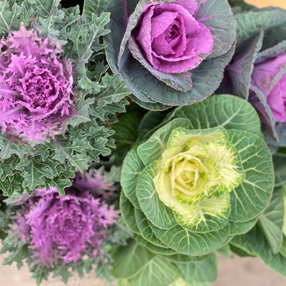 Brassica - Cabbages