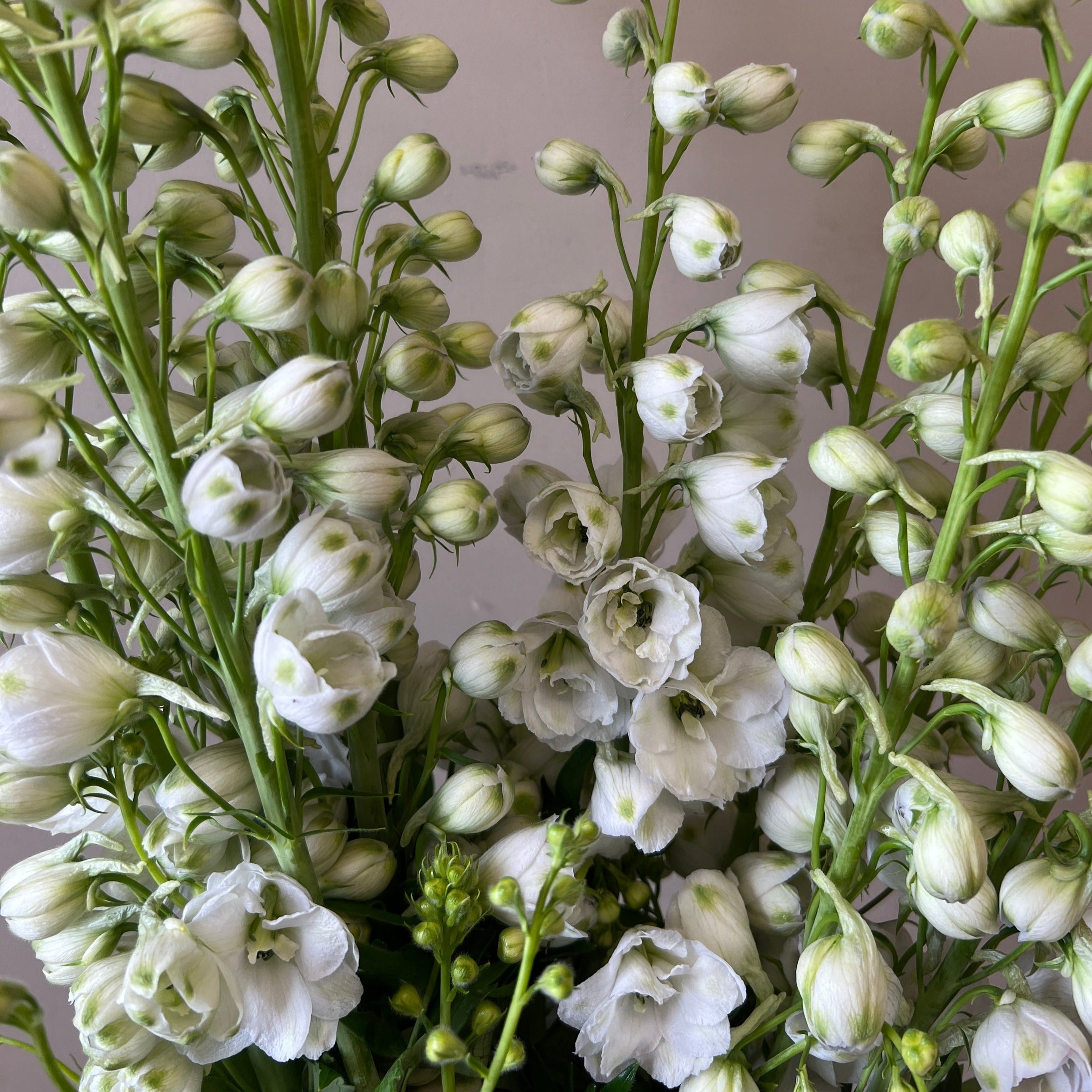Delphinium