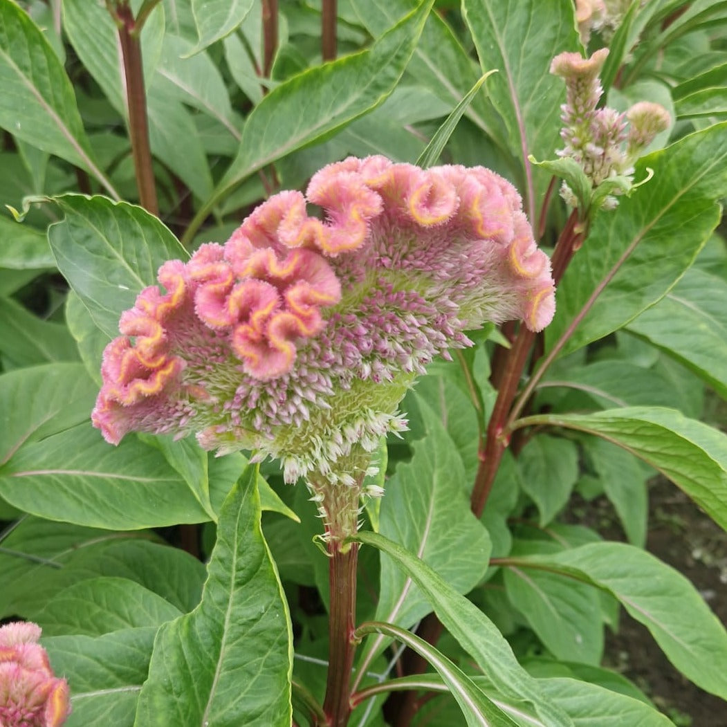 Celosia