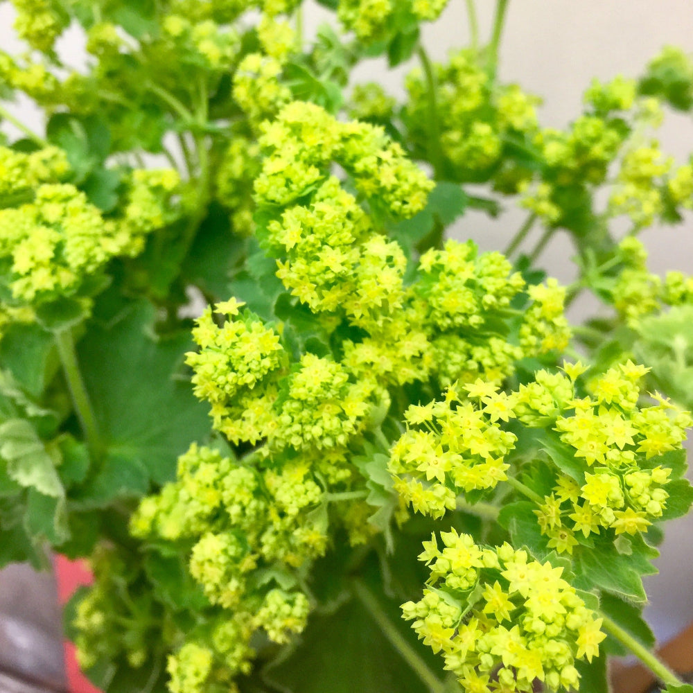 Alchemilla