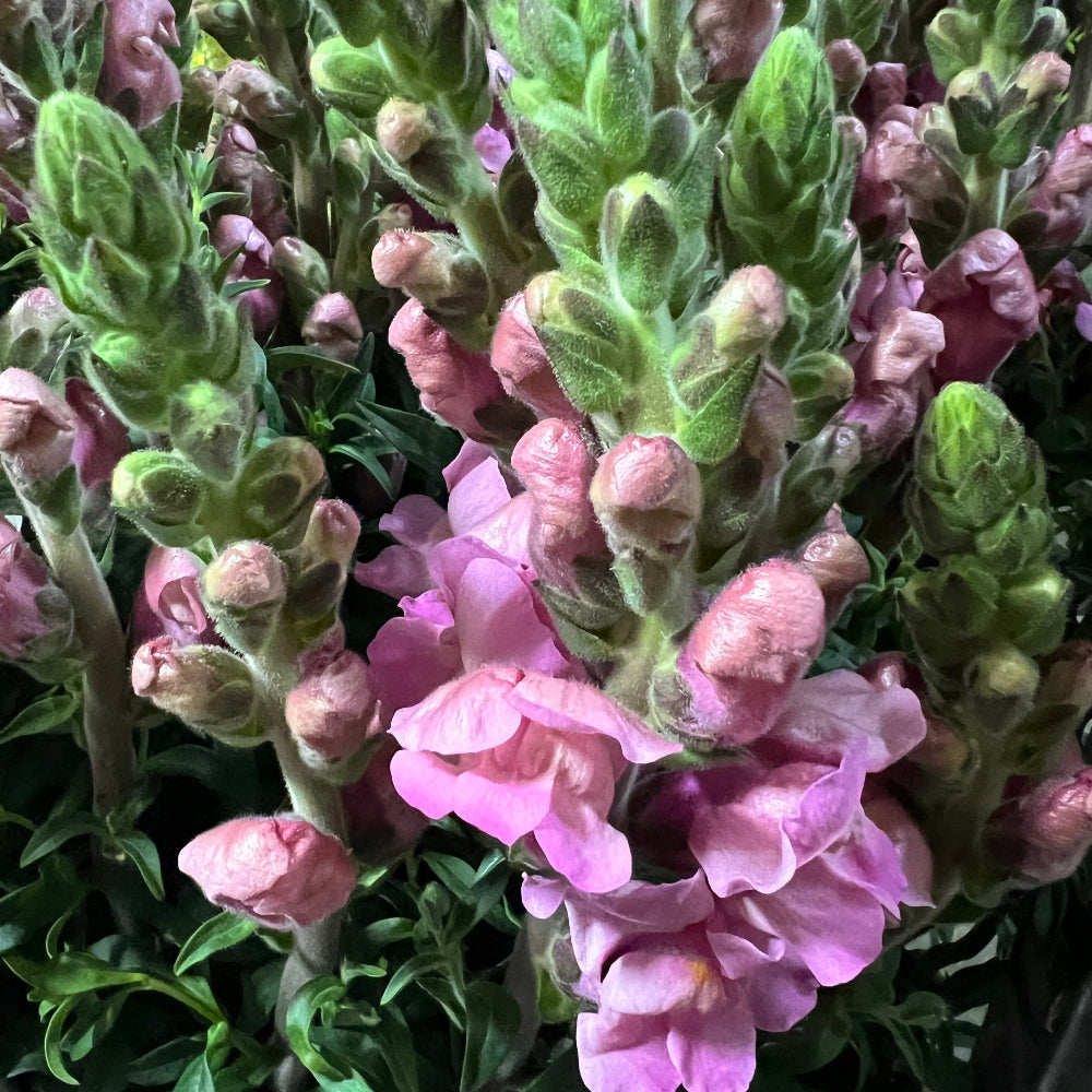Antirrhinum (Snapdragon)