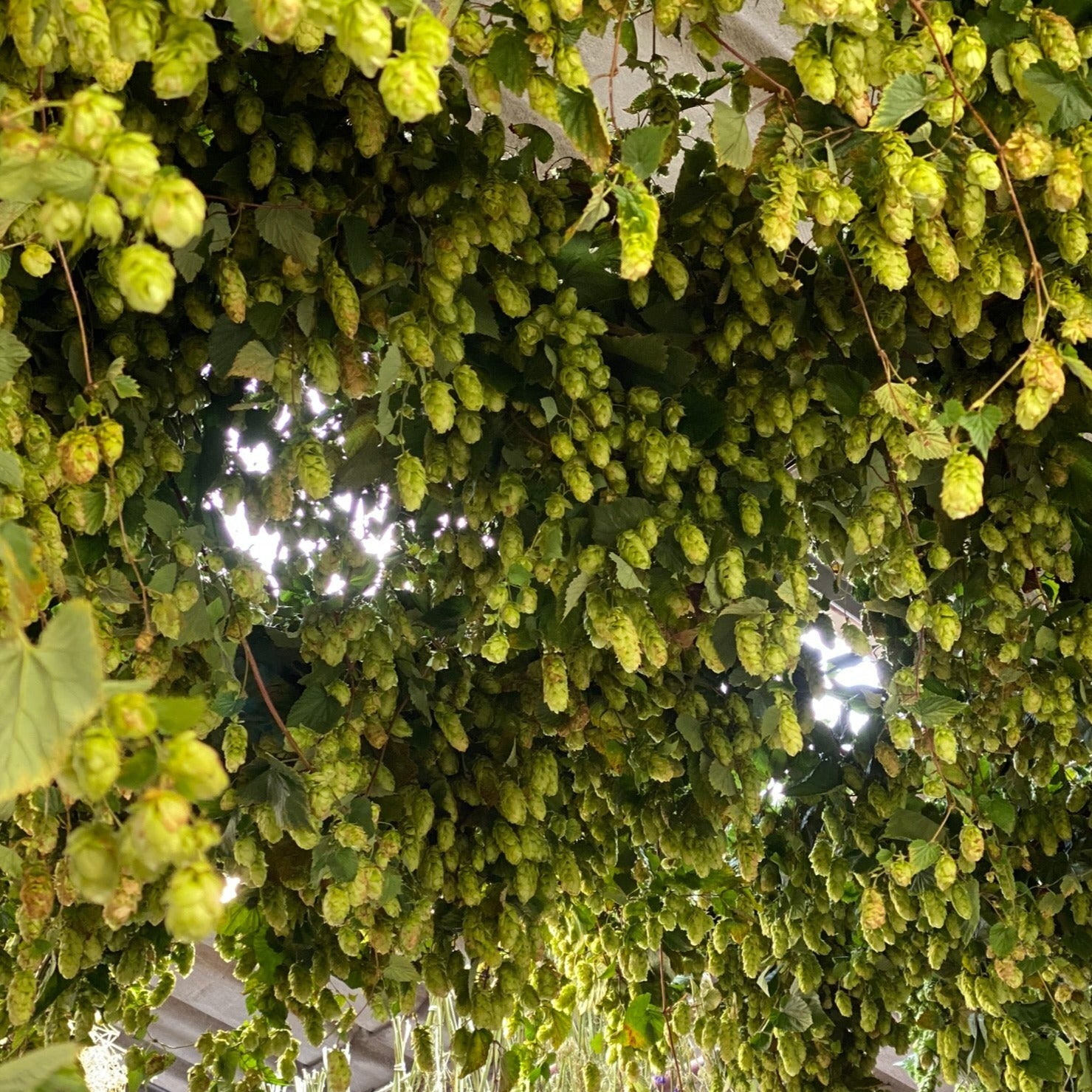 Hops