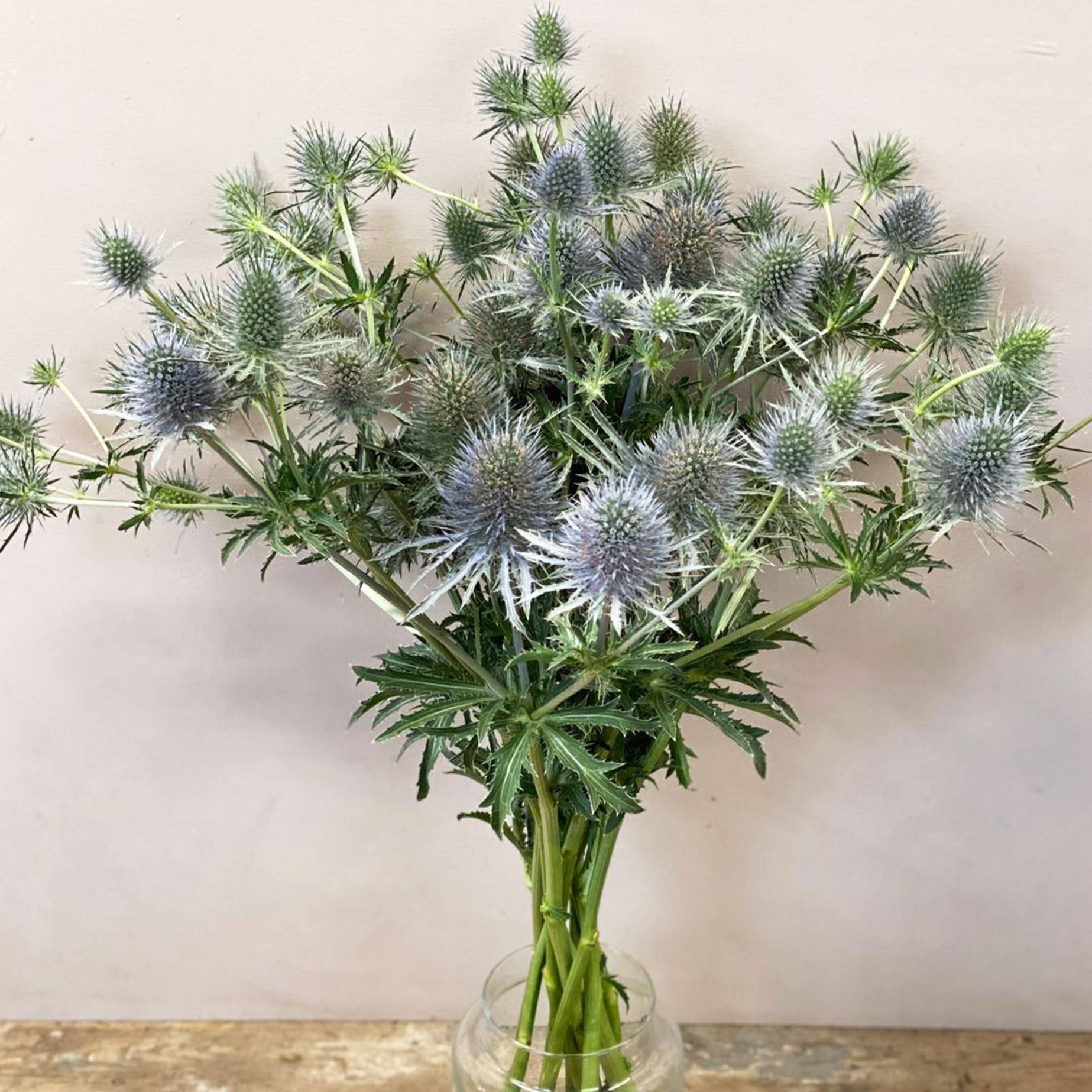 Eryngium