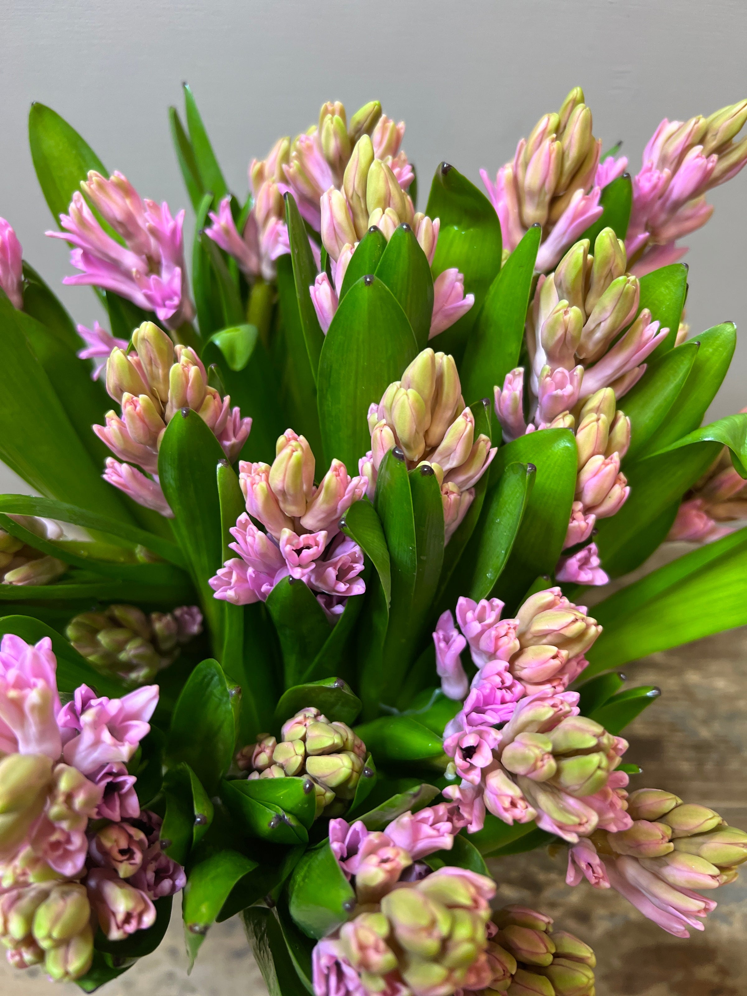 Hyacinth