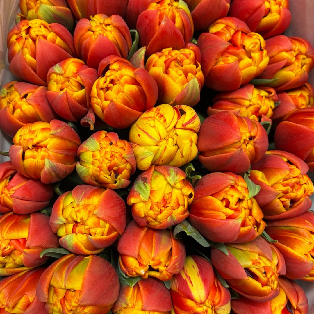 Close-up of vibrant red and yellow tulip flowers.