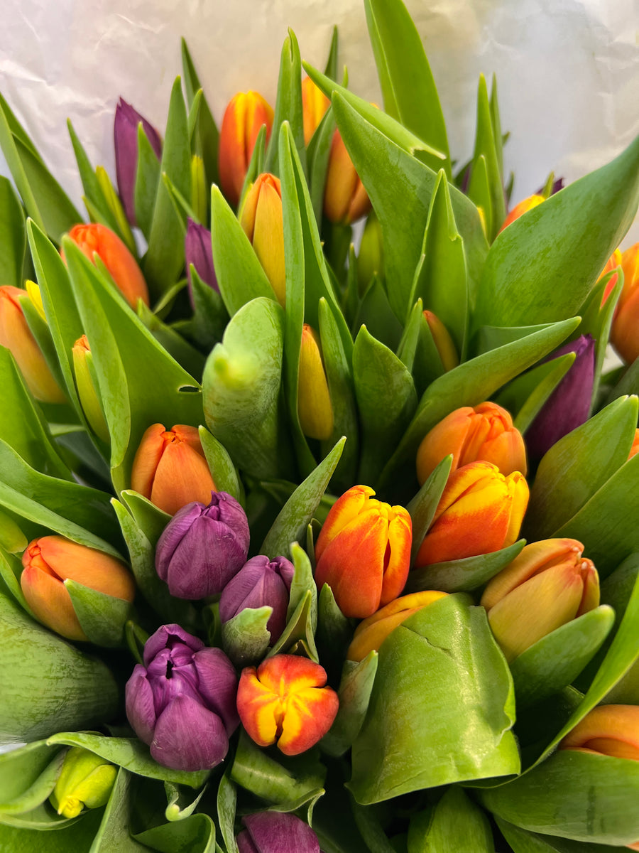 Tulips British Flowers direct by Evolve Flowers