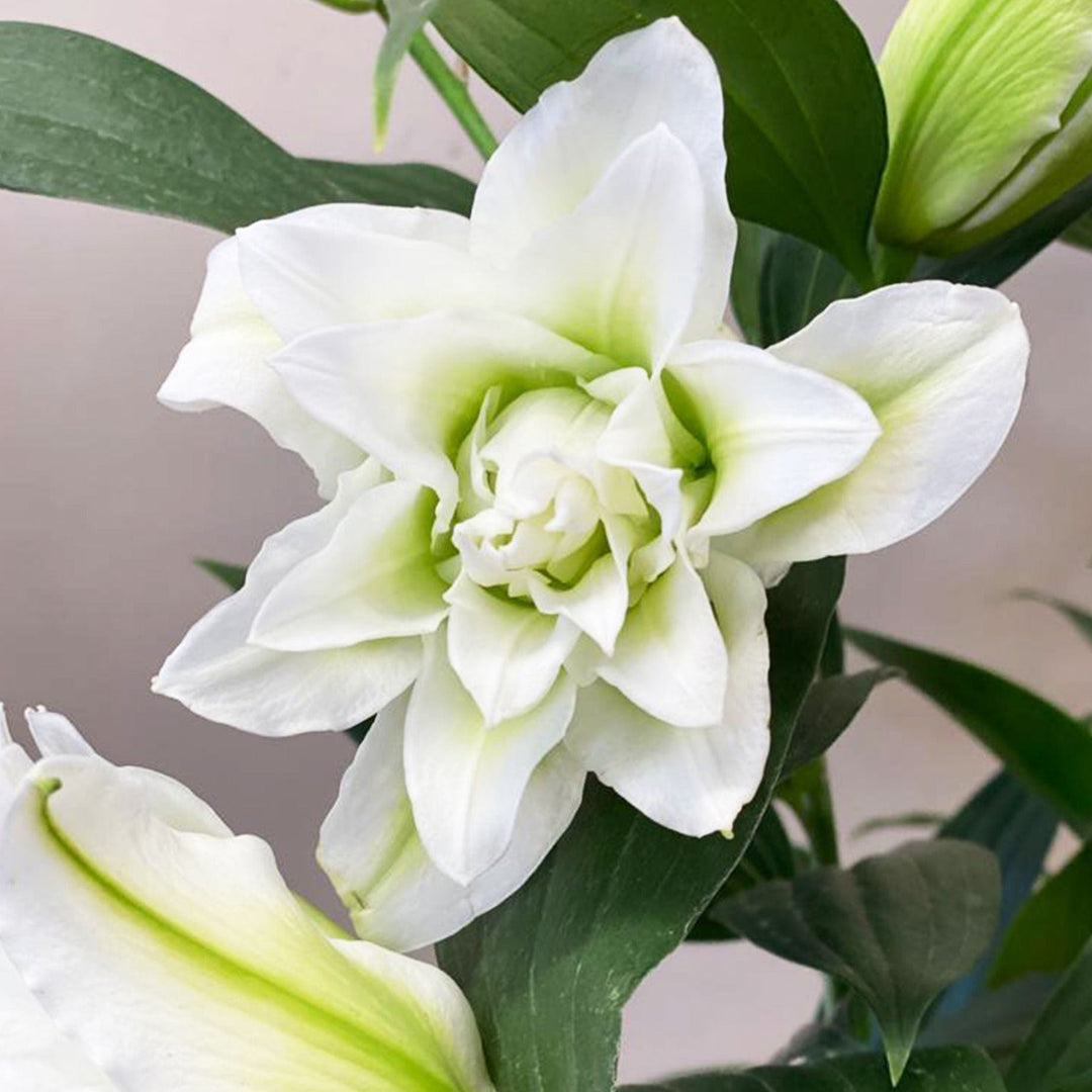 A close-up image of a stem of white aretha rose lilies with green leaves and multiple flowers, indicating multiple stems are included in the package.