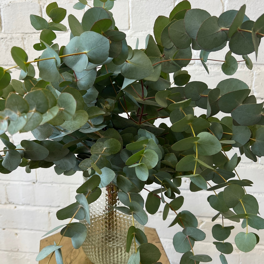 Imported Foliage and Twigs