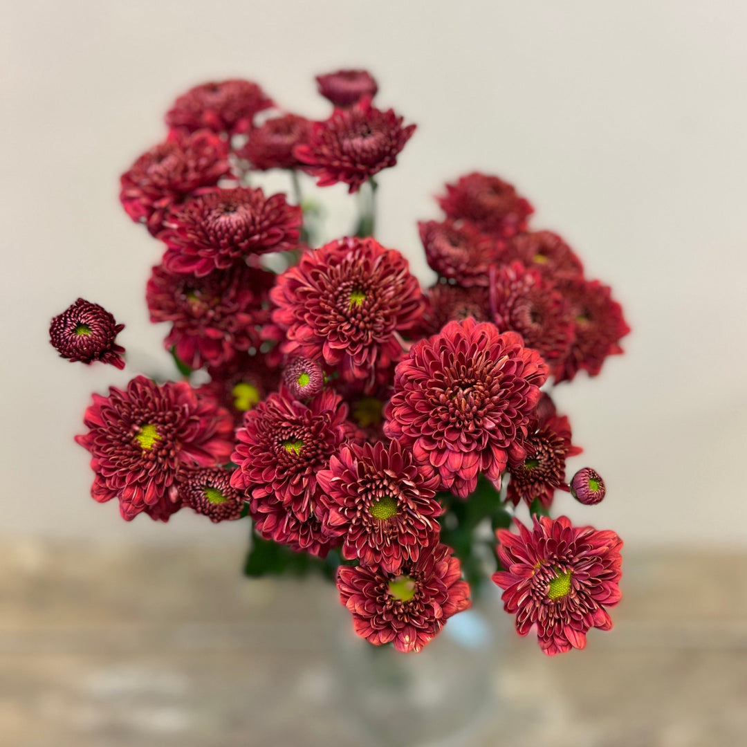 Chrysanthemum