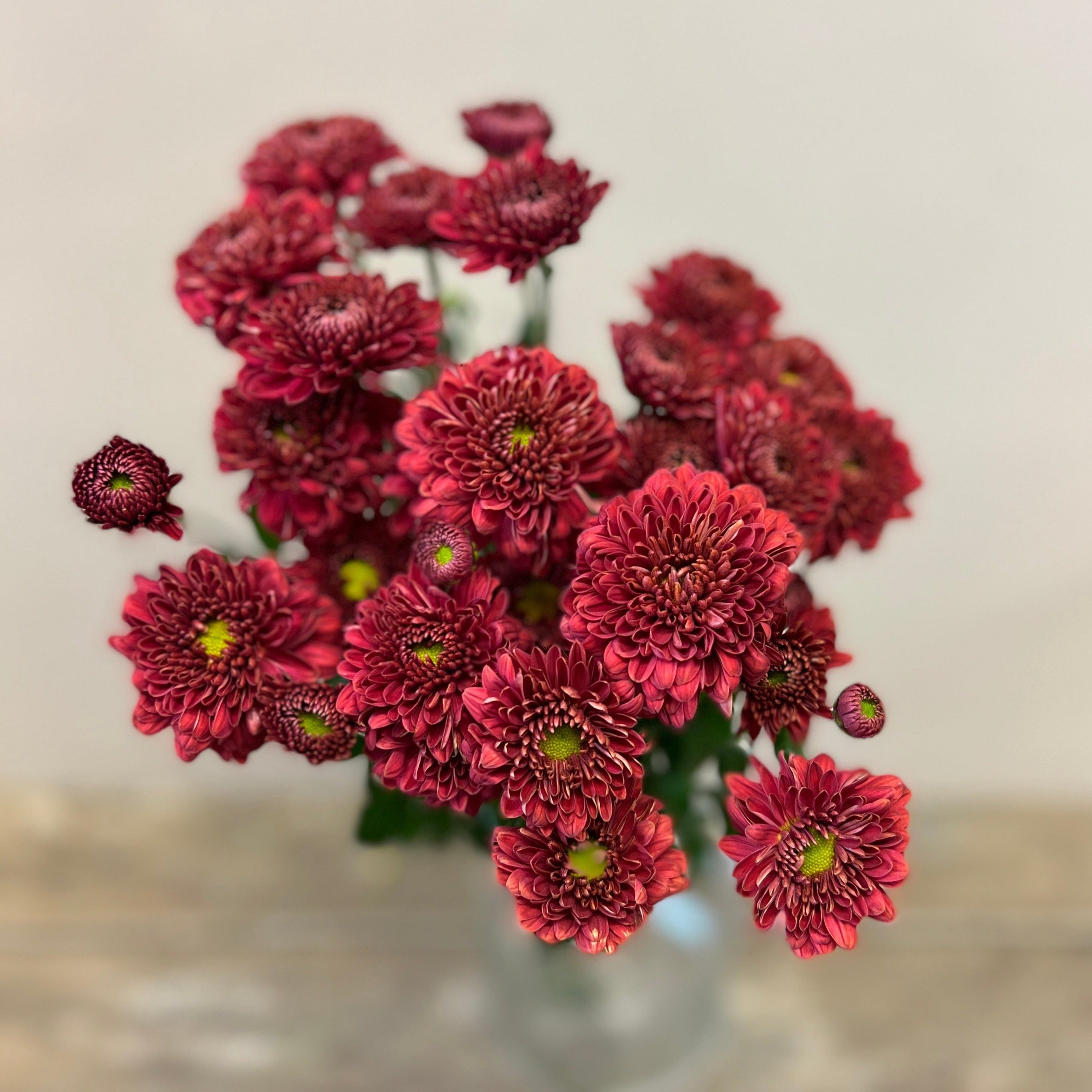 Chrysanthemum