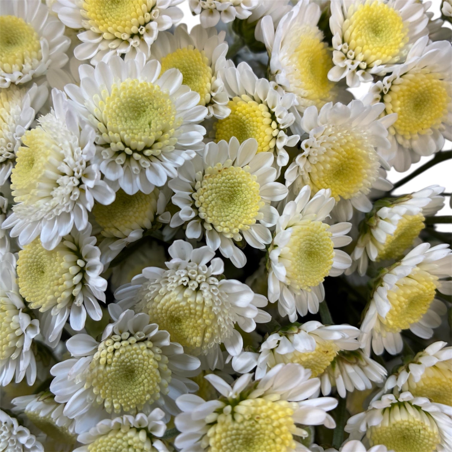 Imported Flowers