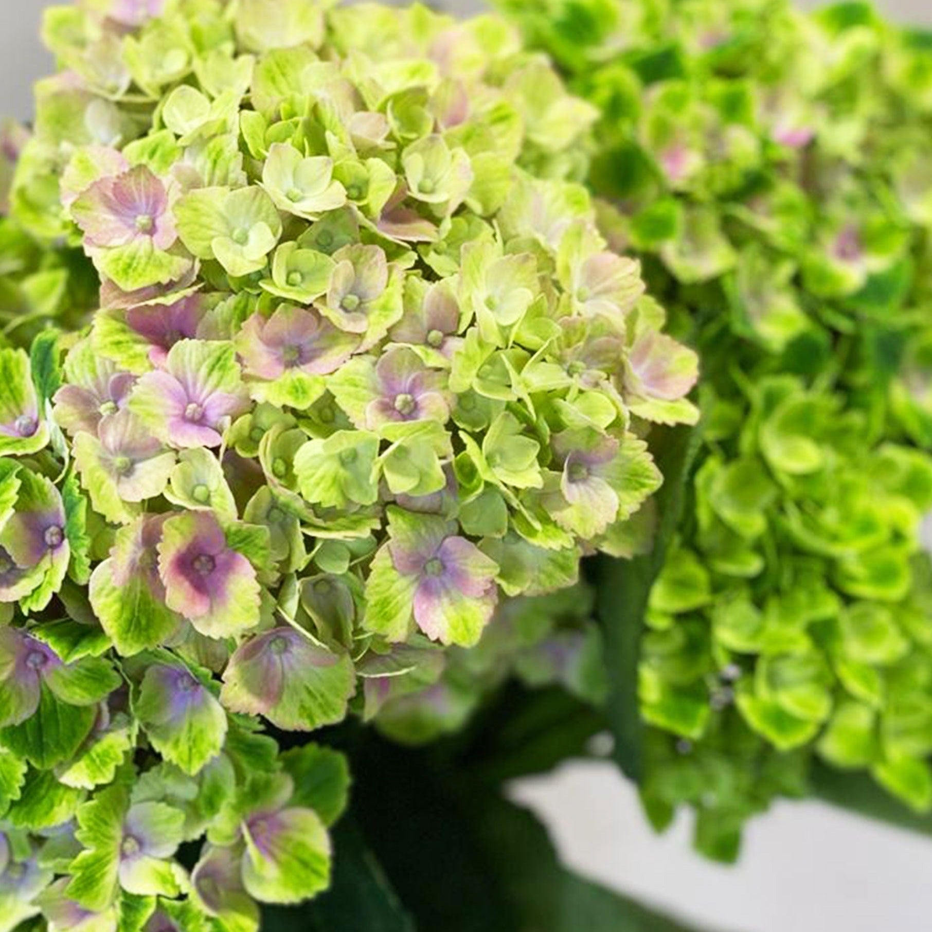 Hydrangea