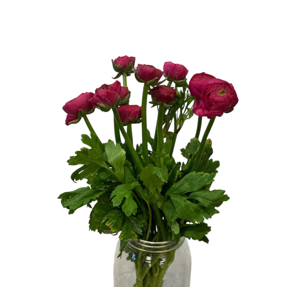 Premium Ranunculus