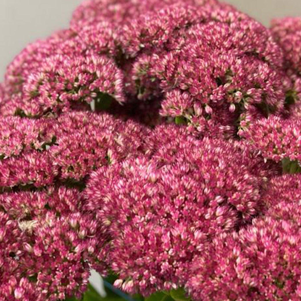 Sedum