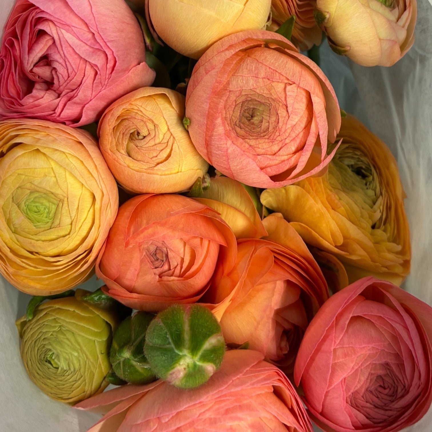 Ranunculus