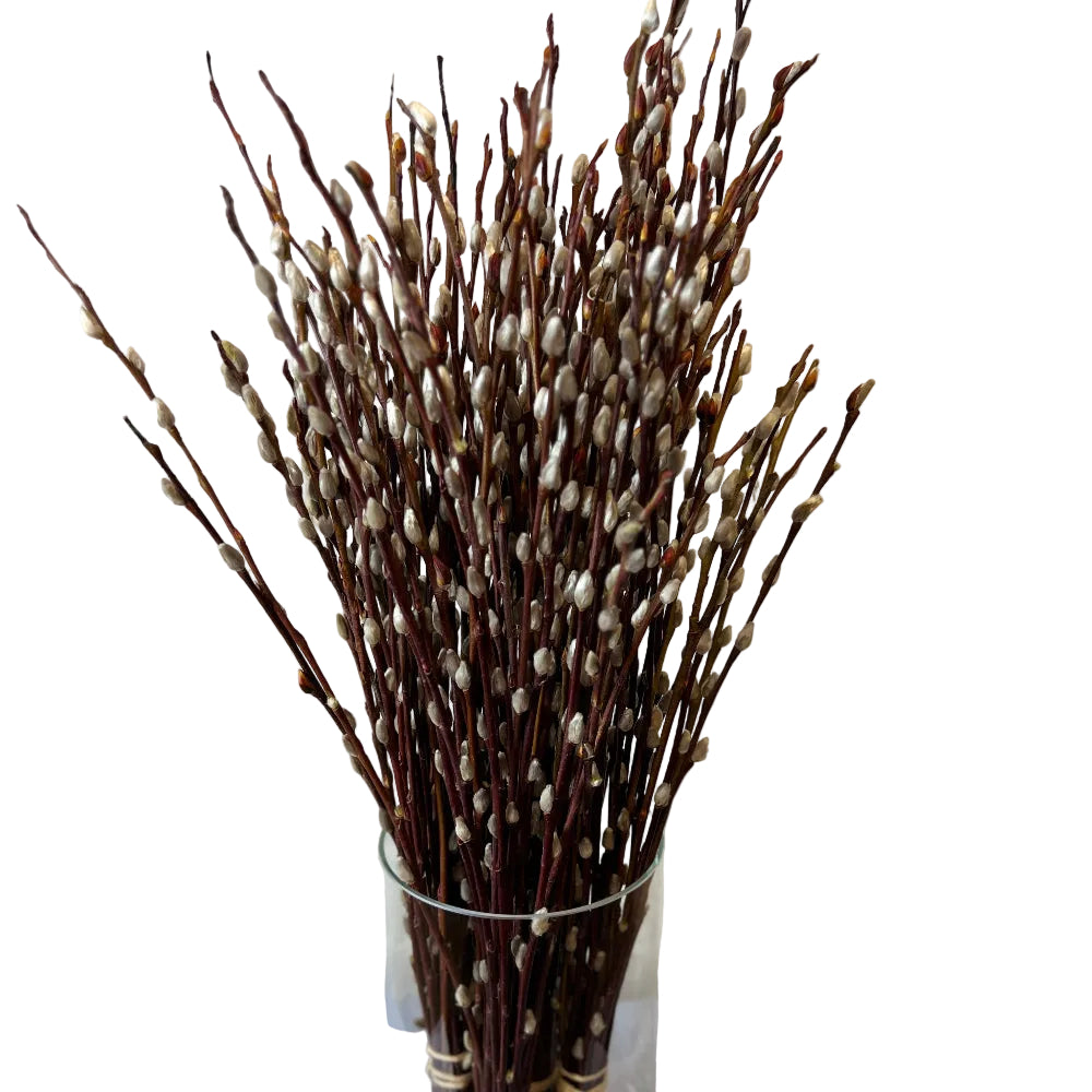 Pussy Willow
