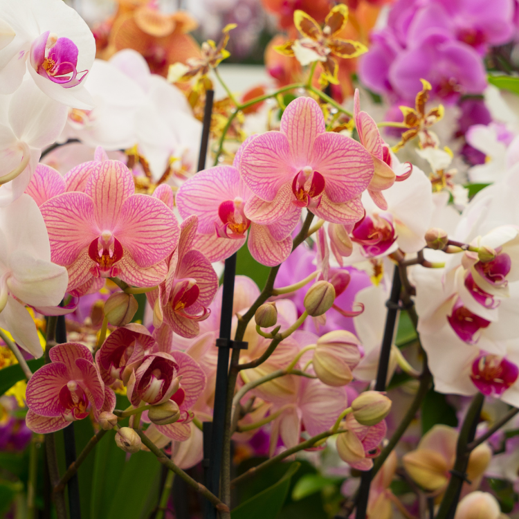 Tropicals