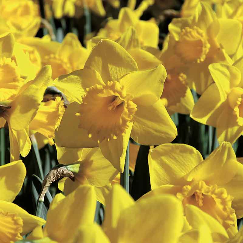 Daffodils & Narcissi