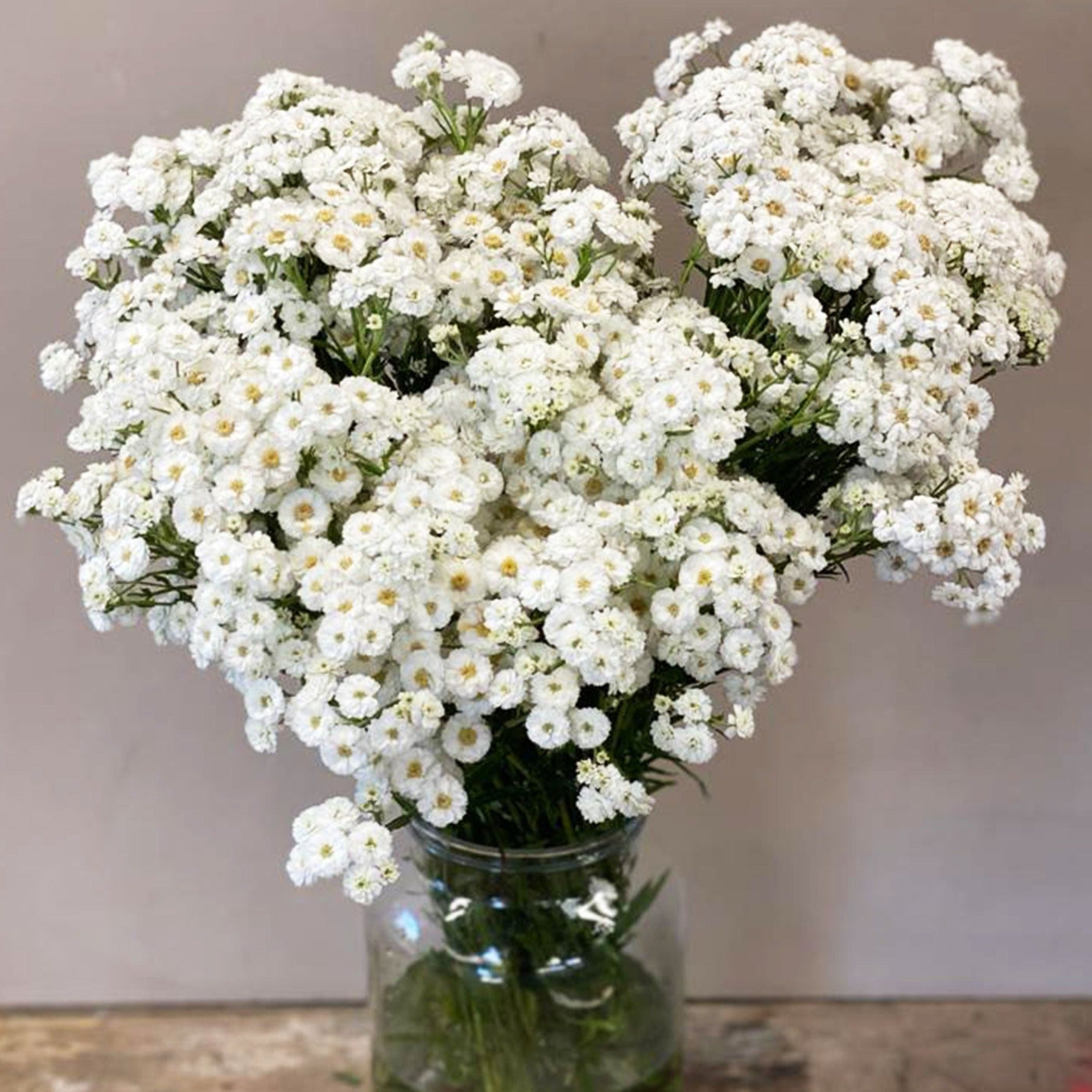 Achillea