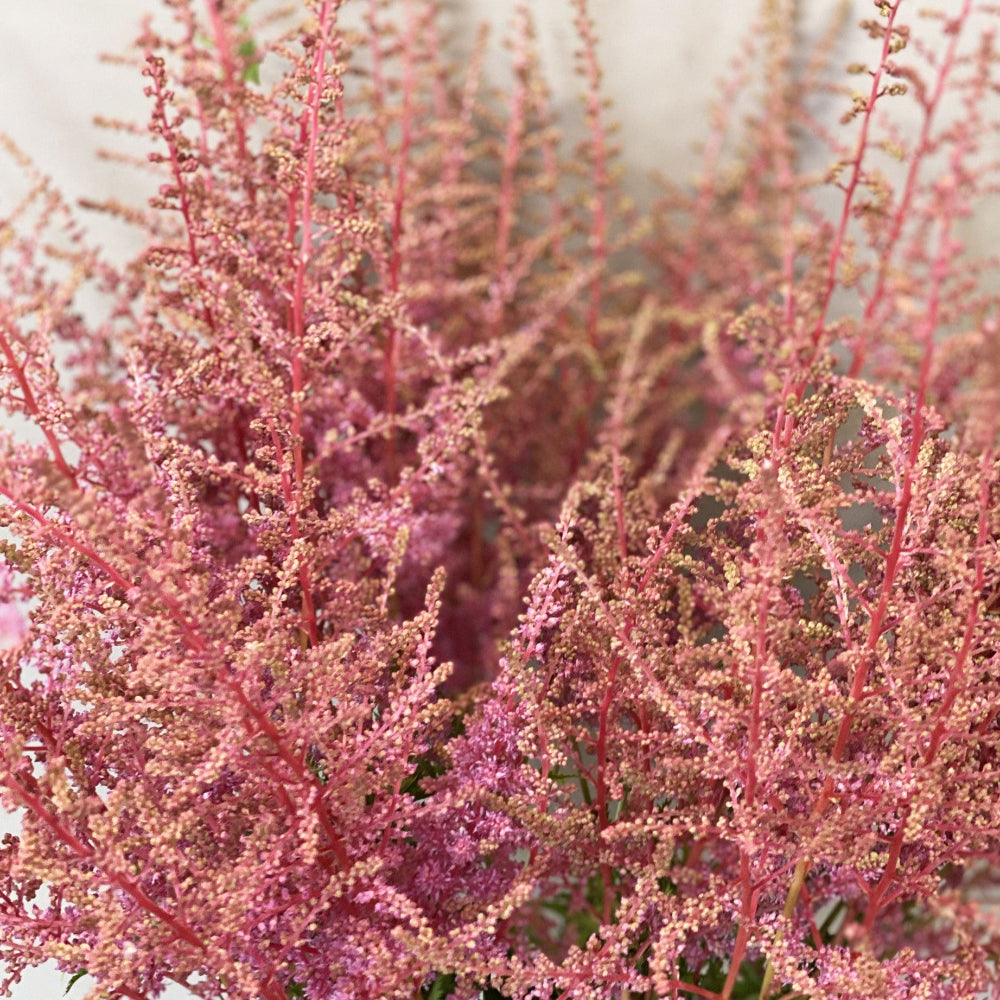 Astilbe