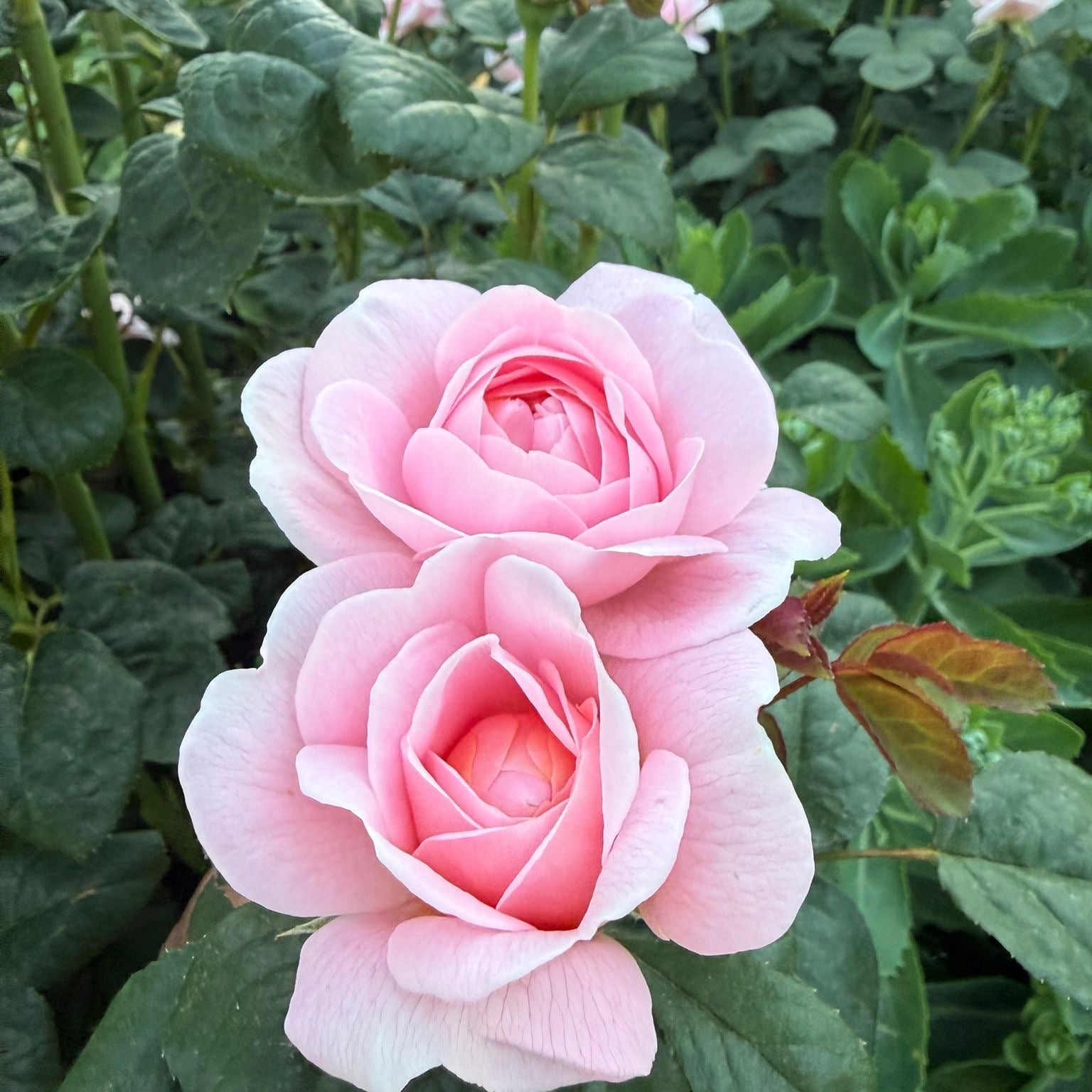 British Grown Garden Roses