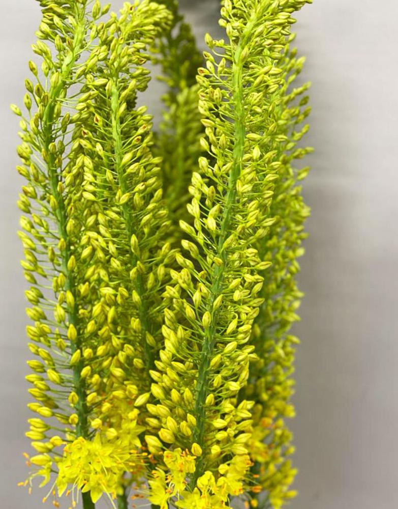 Eremurus