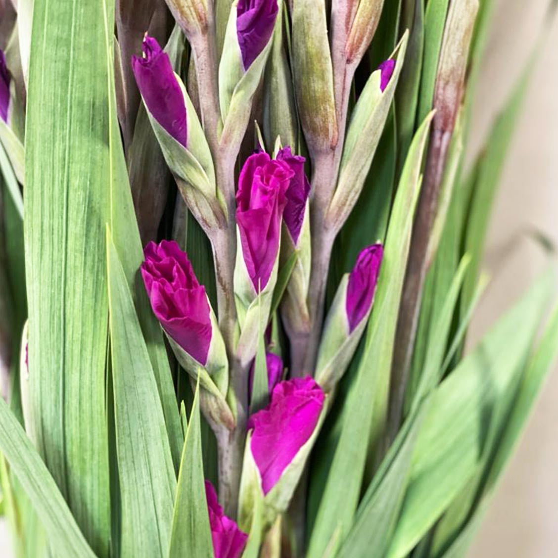 Gladioli